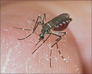  El mosquito de la fiebre amarilla, Aedes aegypti, en el acto de chupar sangre
