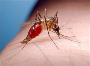 El mosquito de huecos, Ochlerotatus triseriatus